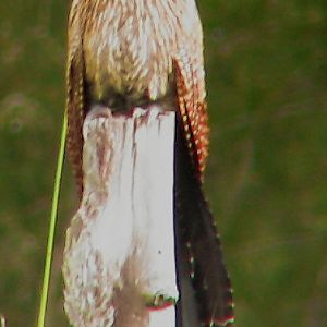 Female pheasant coucal