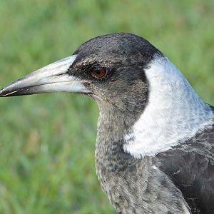 Juv. Australian magpie