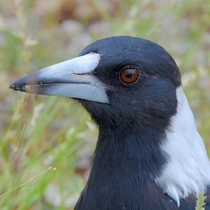 Adult Australian magpie