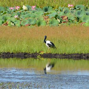 Australian black-necked stork