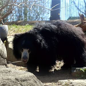 Remi the Sloth Bear
