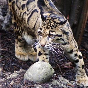 Mook the Clouded Leopard