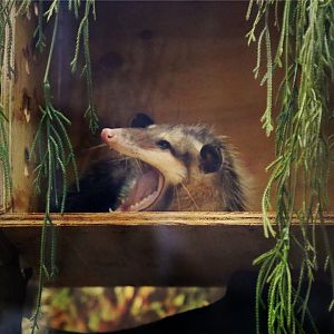 Minnie the Common Opossum
