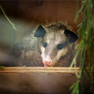 Minnie the Common Opossum