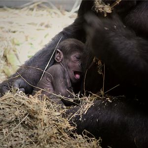 Moke, the 12-day-old baby gorilla