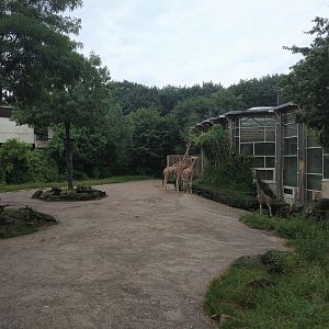 Reticulated Giraffe Enclosure