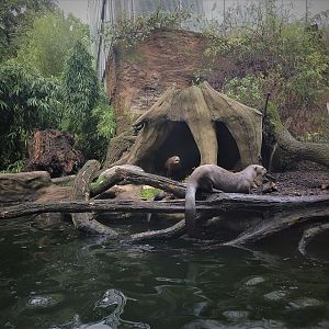 Giant Otter Exhibit