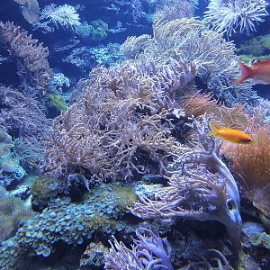 Coral Tank - Aquarium