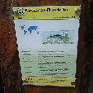 Baby, one more sign - Amazon River Dolphin