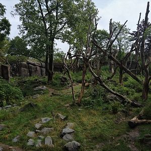 Andean Bear Enclosure