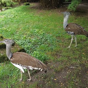 Southern Kori Bustard