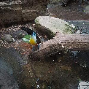 Channel-billed Toucan?