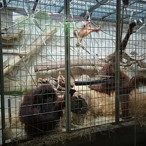 Orangutan Indoors