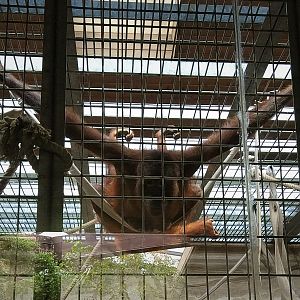 Bornean Orangutan