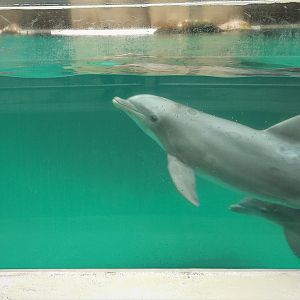 Bottlenose Dolphin