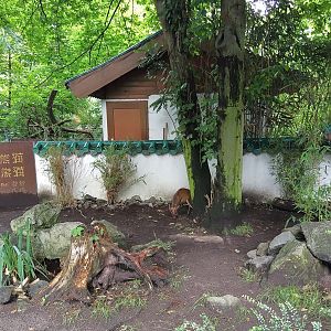 Muntjac Enclosure, Chinese Garden