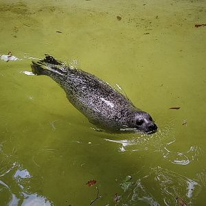 Common Seal