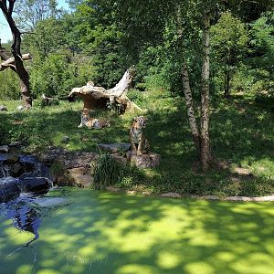 Siberian Tiger Enclosure