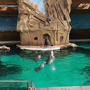 Dolphin Show