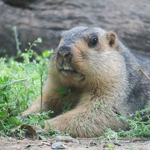Tarbagan marmot (Marmota sibirica)