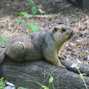Tarbagan marmot (Marmota sibirica)