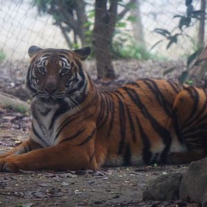 South China tiger