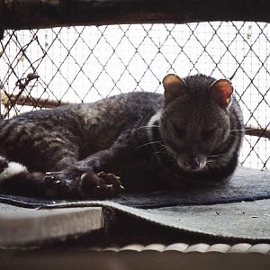 Large Indian civet