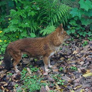 Dhole