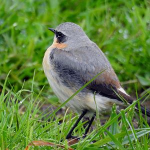 Wheatear - Oenanthe oenanthe