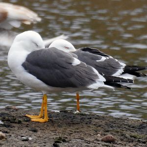 Lesser Black Backed Gull - Larus fuscus