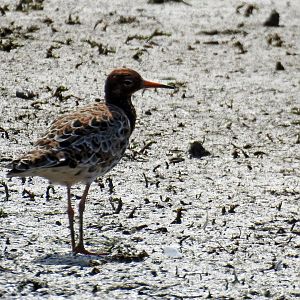 Ruff - Philomachus pugnax