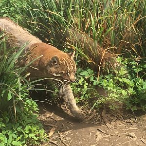 Golden Leopard Cat