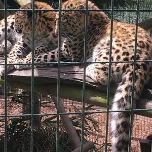 Amur Leopard Cubs
