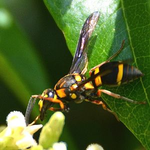 Wasp