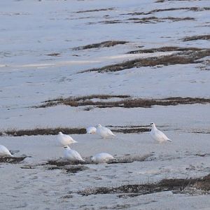 Ptarmigan - Alaska