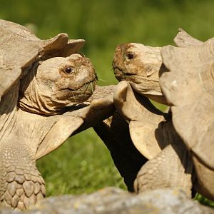 African spurred tortoise (Centrochelys sulcata)