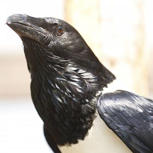 Pied crow (Corvus albus)