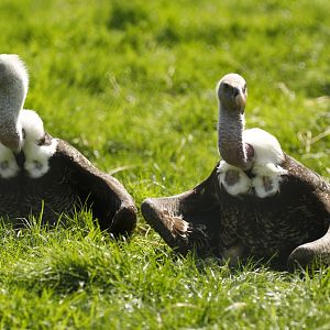 Rueppell's griffon vulture (Gyps rueppelli rueppelli)