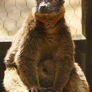 Collared lemur (Eulemur collaris) with youngster