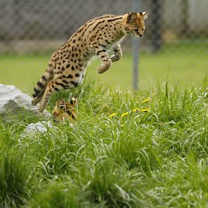 Serval (Leptailurus serval)