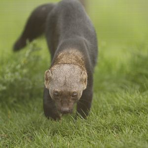 Tayra  (Eira barbara)