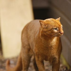 Jaguarundi (Herpailurus yagouaroundi)