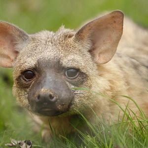 Eastern aardwolf (Proteles cristata septentrionalis)