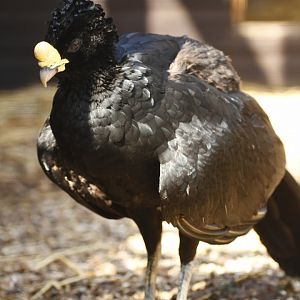 Great curassow (Crax rubra) vocalising