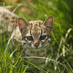 Oncilla (Leopardus tigrinus)