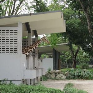 Giraffe stable