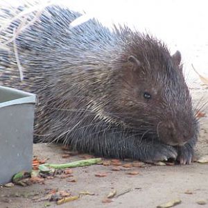 Malayan porcupine