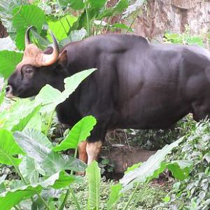 Malayan gaur