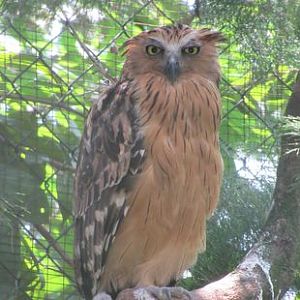 Malayan fish owl