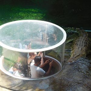 Estuarine Crocodile in Kadadu Gorge